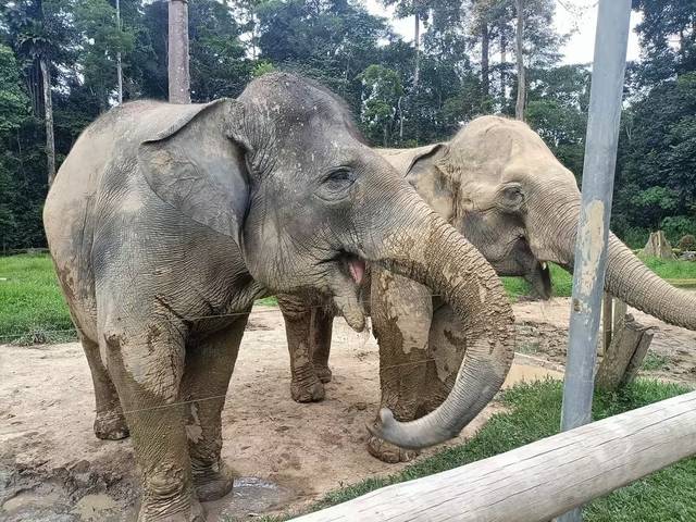 Kuala Gandah Elephant Sanctuary & Batu Caves Day Trip sightseeing activity photo - Kuala Lumpur travel experience