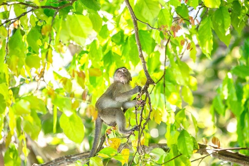 เกาะพีพี เกาะมายา และเกาะไค แบบสบายๆ ด้วยเรือคาตามารันความเร็วสูง sightseeing activity photo 2 of 14 - Phuket travel experience
